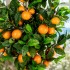 Pianta di Mandarino Seminaturale  Frutti Arancioni  Tronco Mansanisi H 300 cm