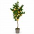 Pianta di Limone Seminaturale  Frutti Gialli  Tronco Mansanisi  H 125 cm