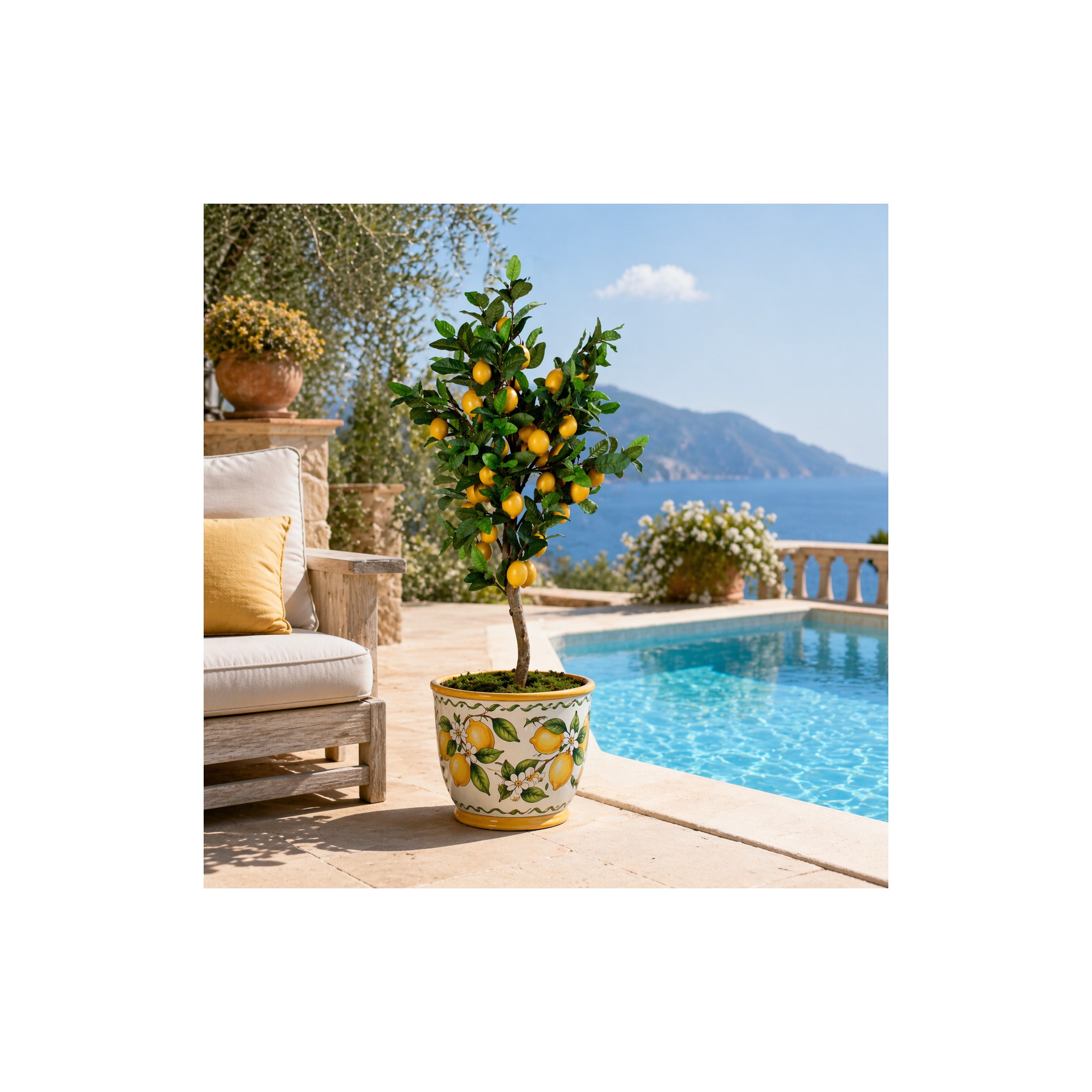  Pianta di Limone Seminaturale  Frutti Gialli  Tronco Mansanisi  H 125 cm