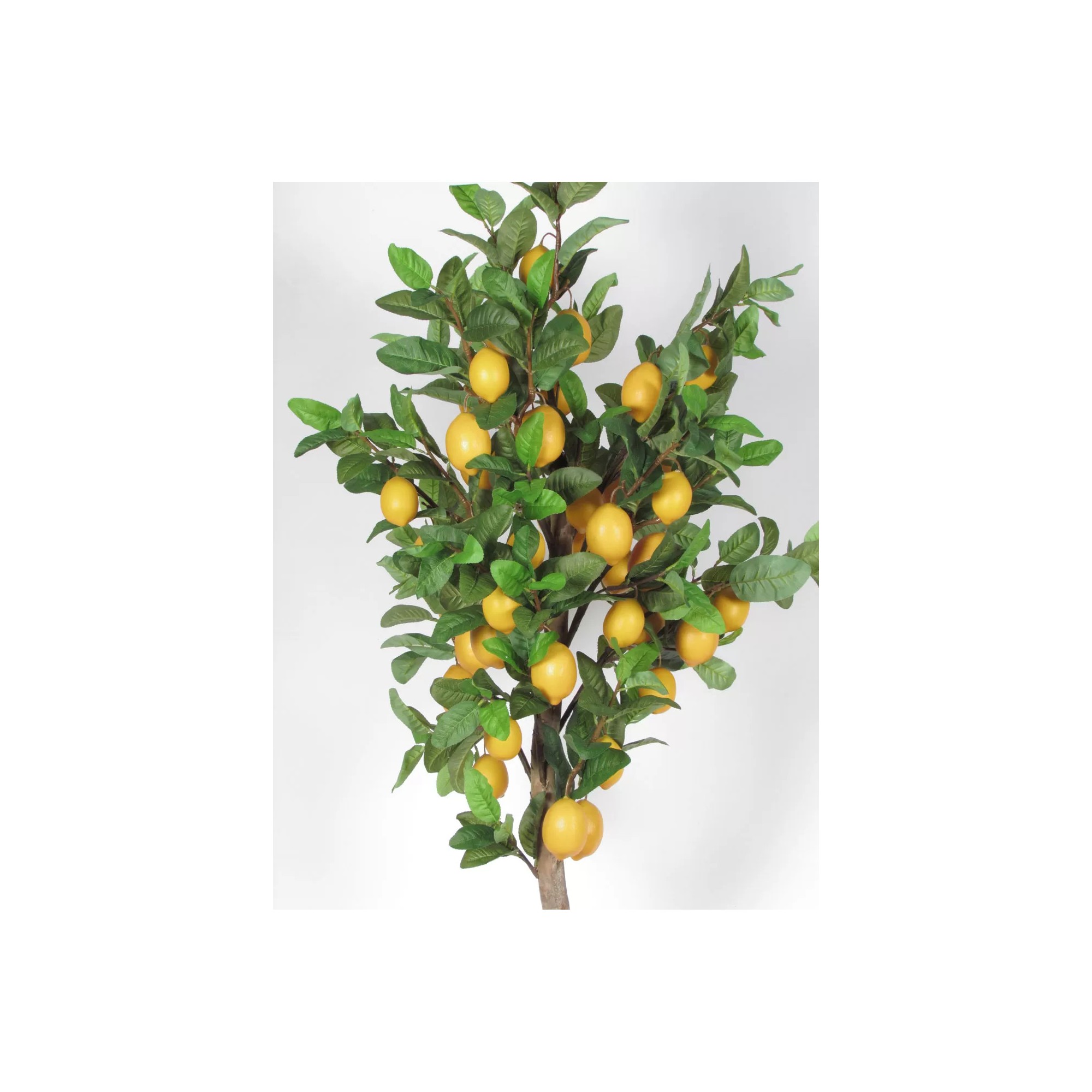  Pianta di Limone Seminaturale  Frutti Gialli  Tronco Mansanisi  H 125 cm