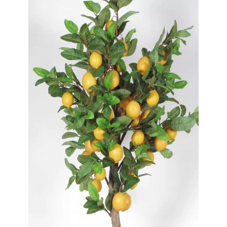 Pianta di Limone Seminaturale  Frutti Gialli  Tronco Mansanisi  H 125 cm