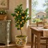 Pianta di Limone Seminaturale  Frutti Gialli  Tronco Mansanisi  H 150 cm