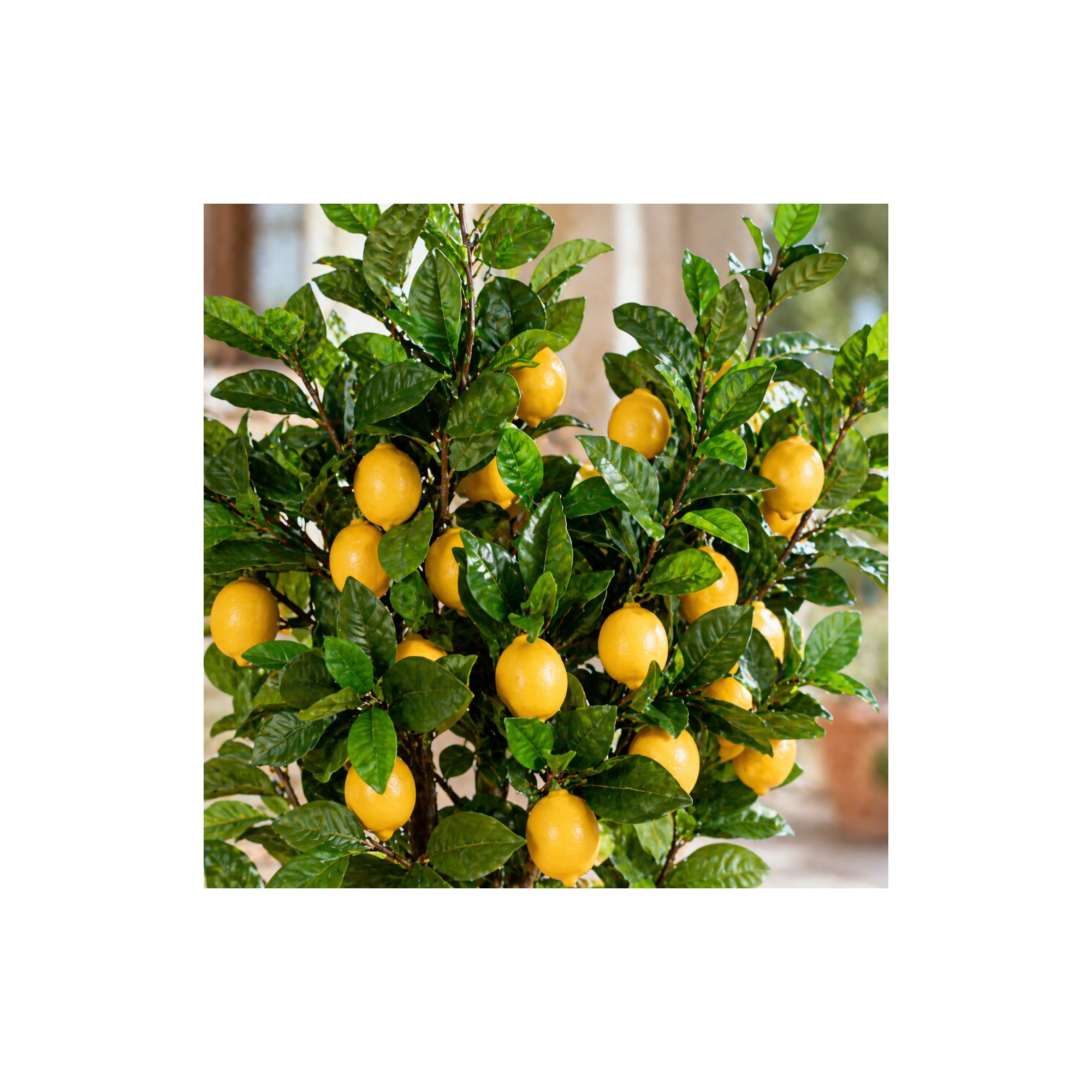  Pianta di Limone Seminaturale  Frutti Gialli  Tronco Mansanisi  H 150 cm