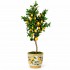Pianta di Limone Seminaturale  Frutti Gialli  Tronco Mansanisi H 180 CM