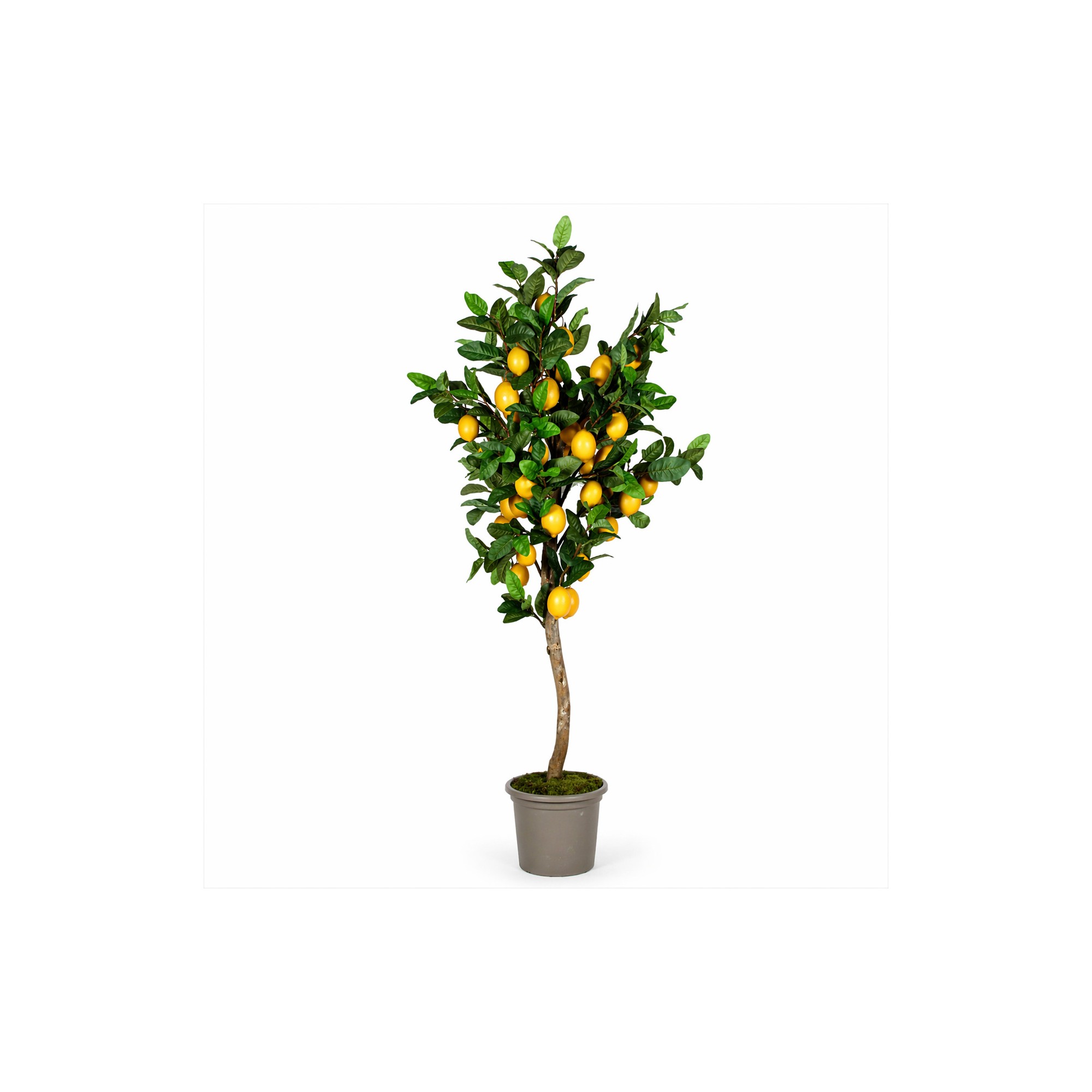 Pianta di Limone Seminaturale  Frutti Gialli  Tronco Mansanisi H 300 CM