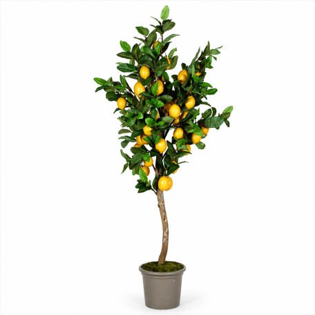 Pianta di Limone Seminaturale  Frutti Gialli  Tronco Mansanisi H 300 CM