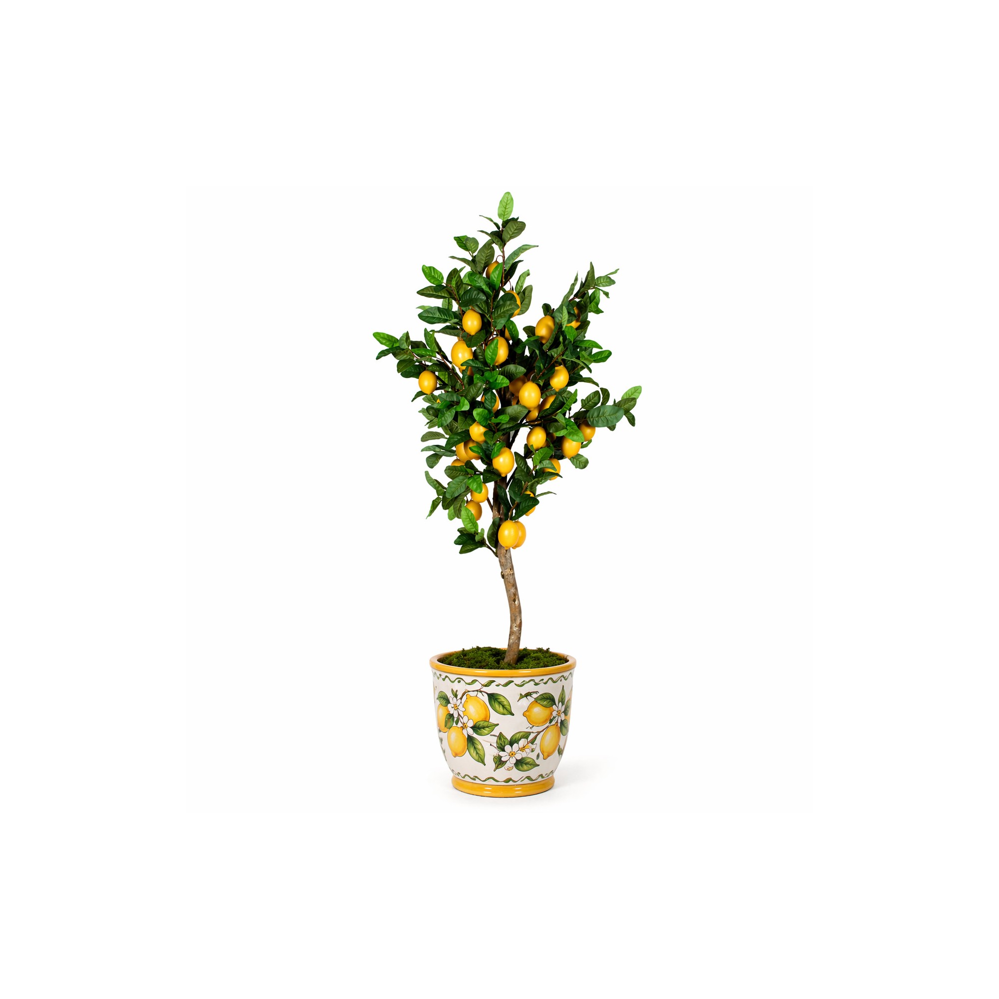  Pianta di Limone Seminaturale  Frutti Gialli  Tronco Mansanisi H 300 CM