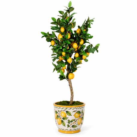 Pianta di Limone Seminaturale  Frutti Gialli  Tronco Mansanisi H 300 CM