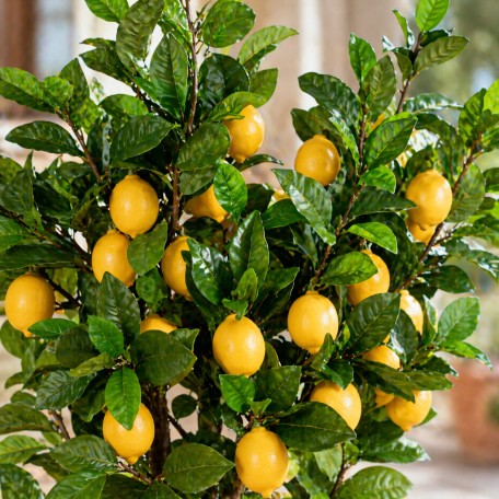Pianta di Limone Seminaturale  Frutti Gialli  Tronco Mansanisi H 300 CM