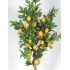 Pianta di Limone Seminaturale  Frutti Gialli  Tronco Mansanisi H 300 CM