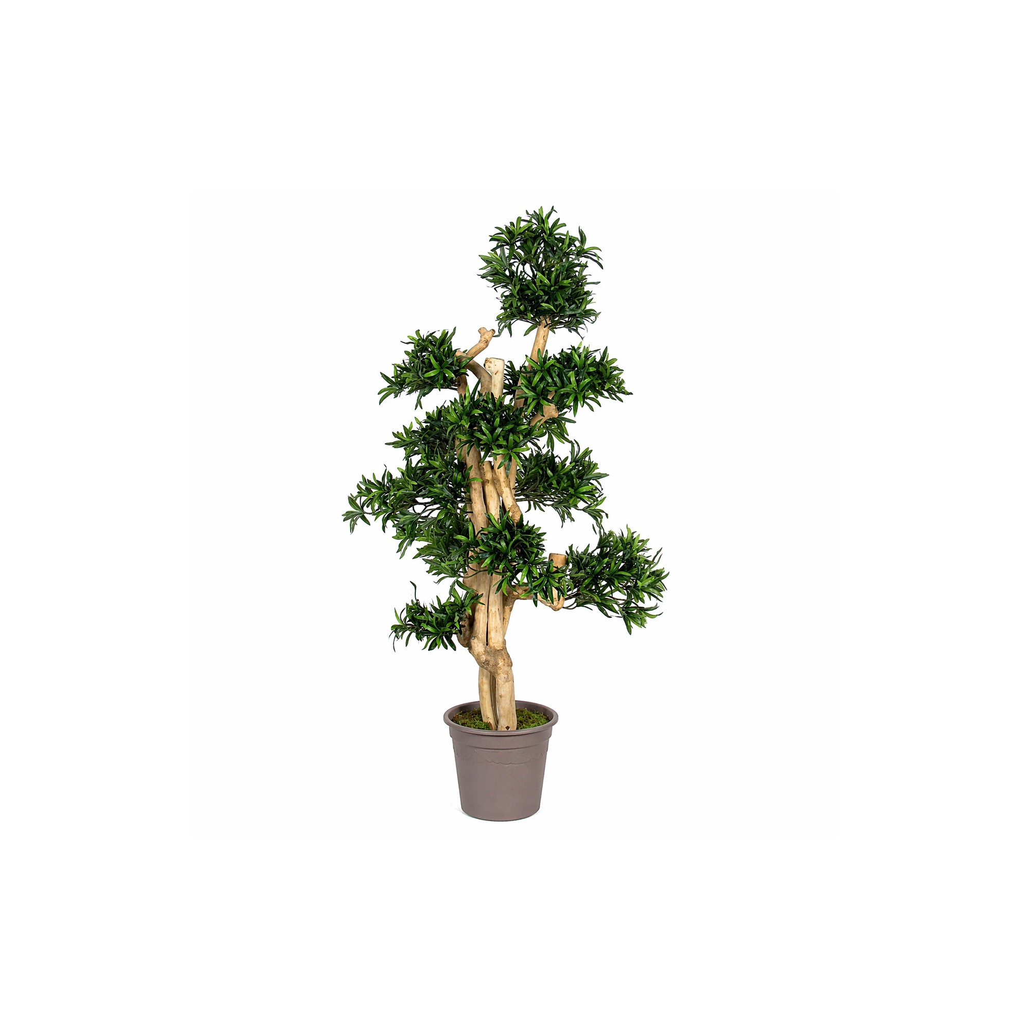  Podocarpus Seminaturale  Verde  Tronco Small Japan  H 150 cm