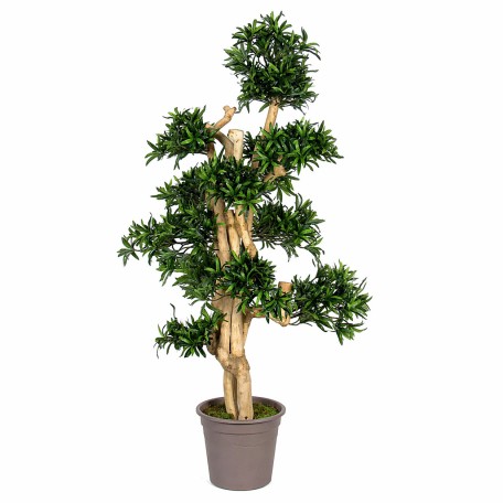Podocarpus Seminaturale  Verde  Tronco Small Japan  H 150 cm
