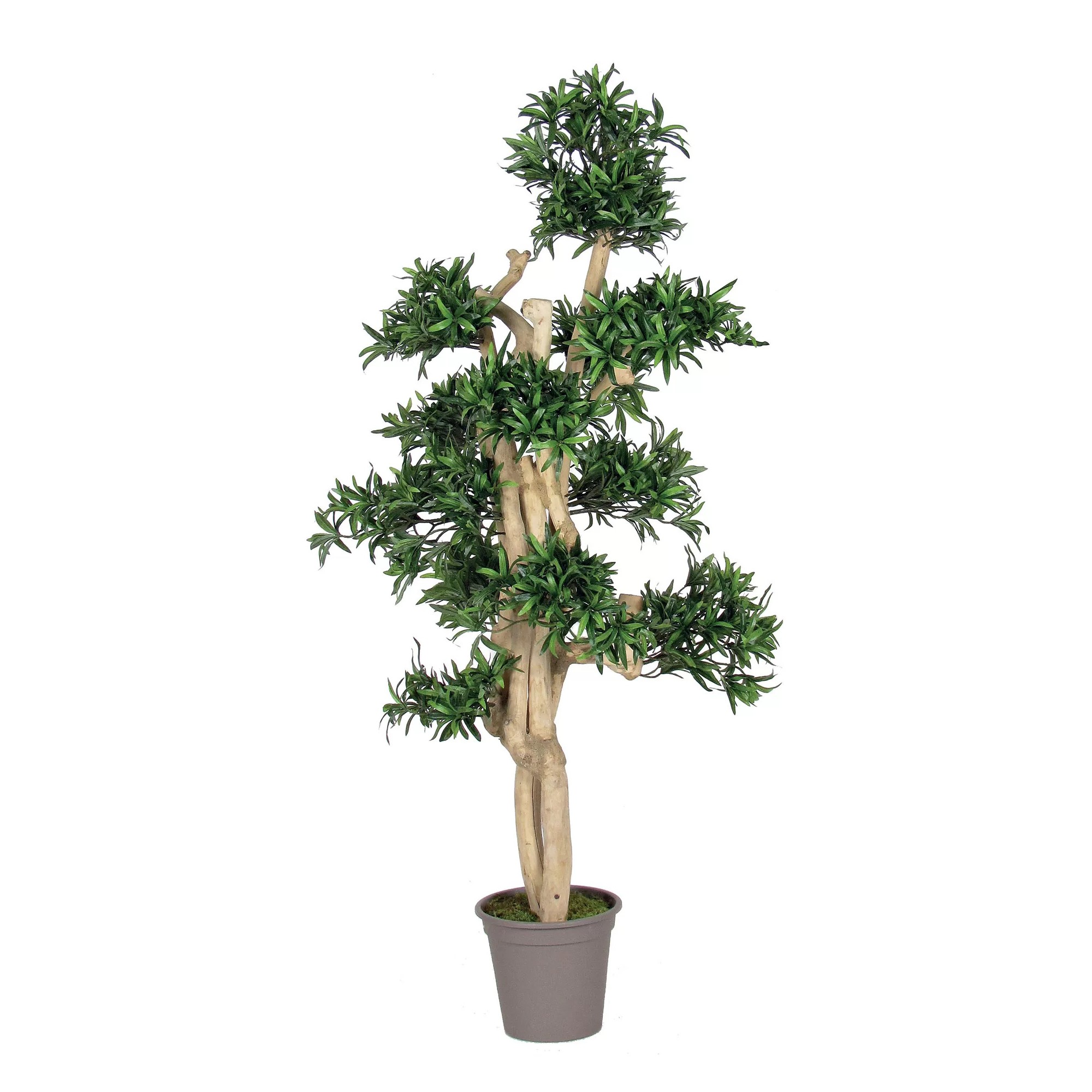  Podocarpus Seminaturale  Verde  Tronco Small Japan  H 150 cm