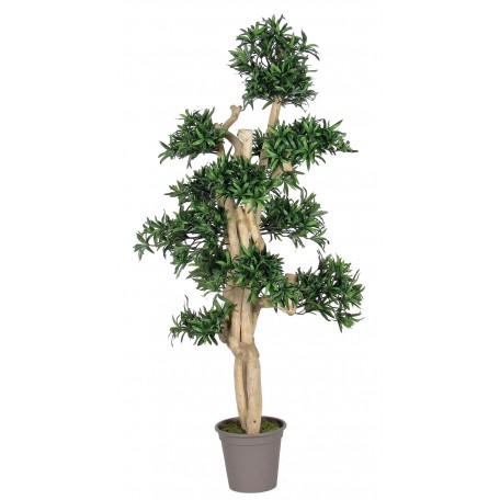 Podocarpus Seminaturale  Verde  Tronco Small Japan  H 150 cm
