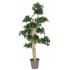 Podocarpus Seminaturale  Verde  Tronco Small Japan  H 150 cm