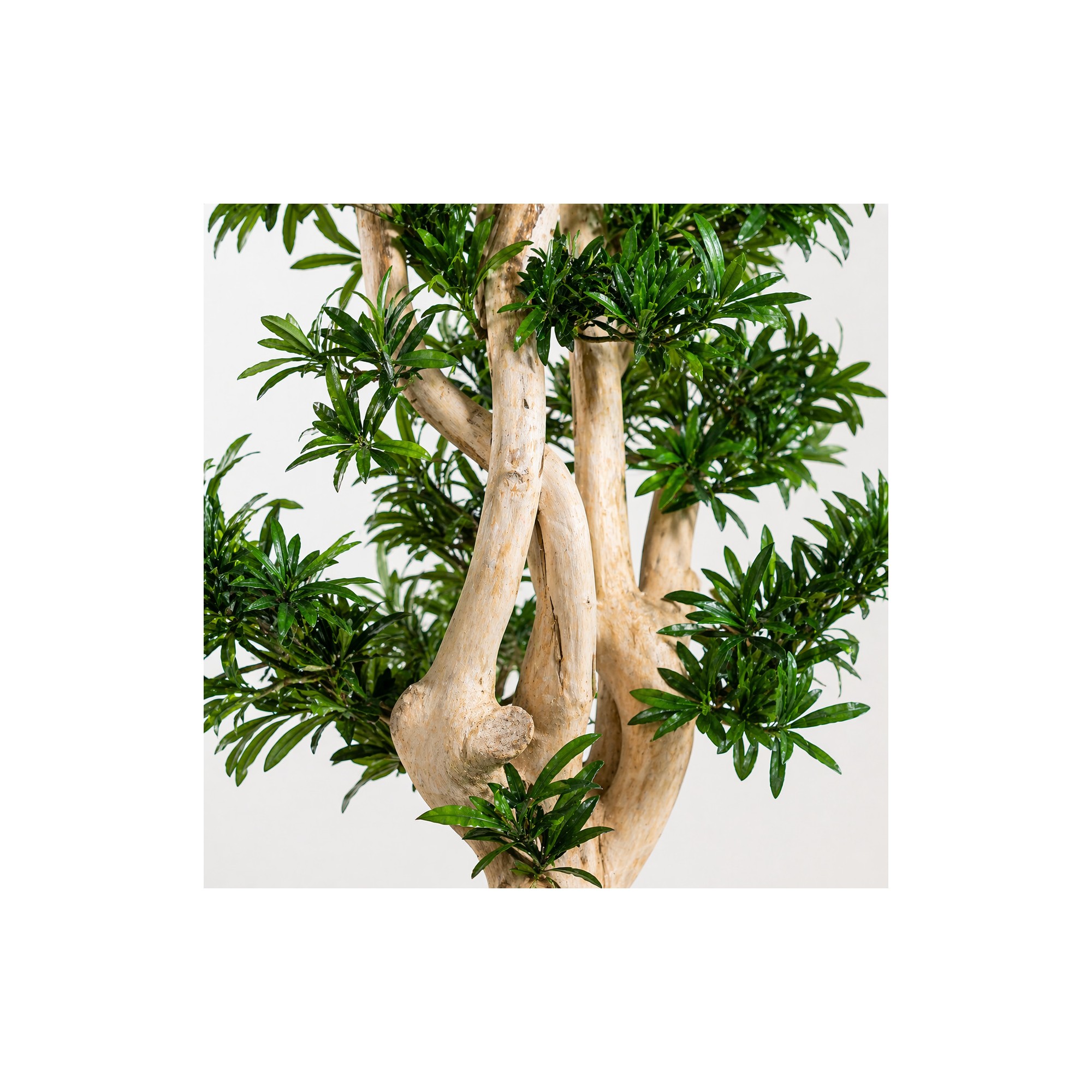  Podocarpus Seminaturale  Verde  Tronco Small Japan  H 150 cm