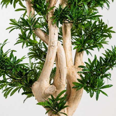 Podocarpus Seminaturale  Verde  Tronco Small Japan  H 150 cm
