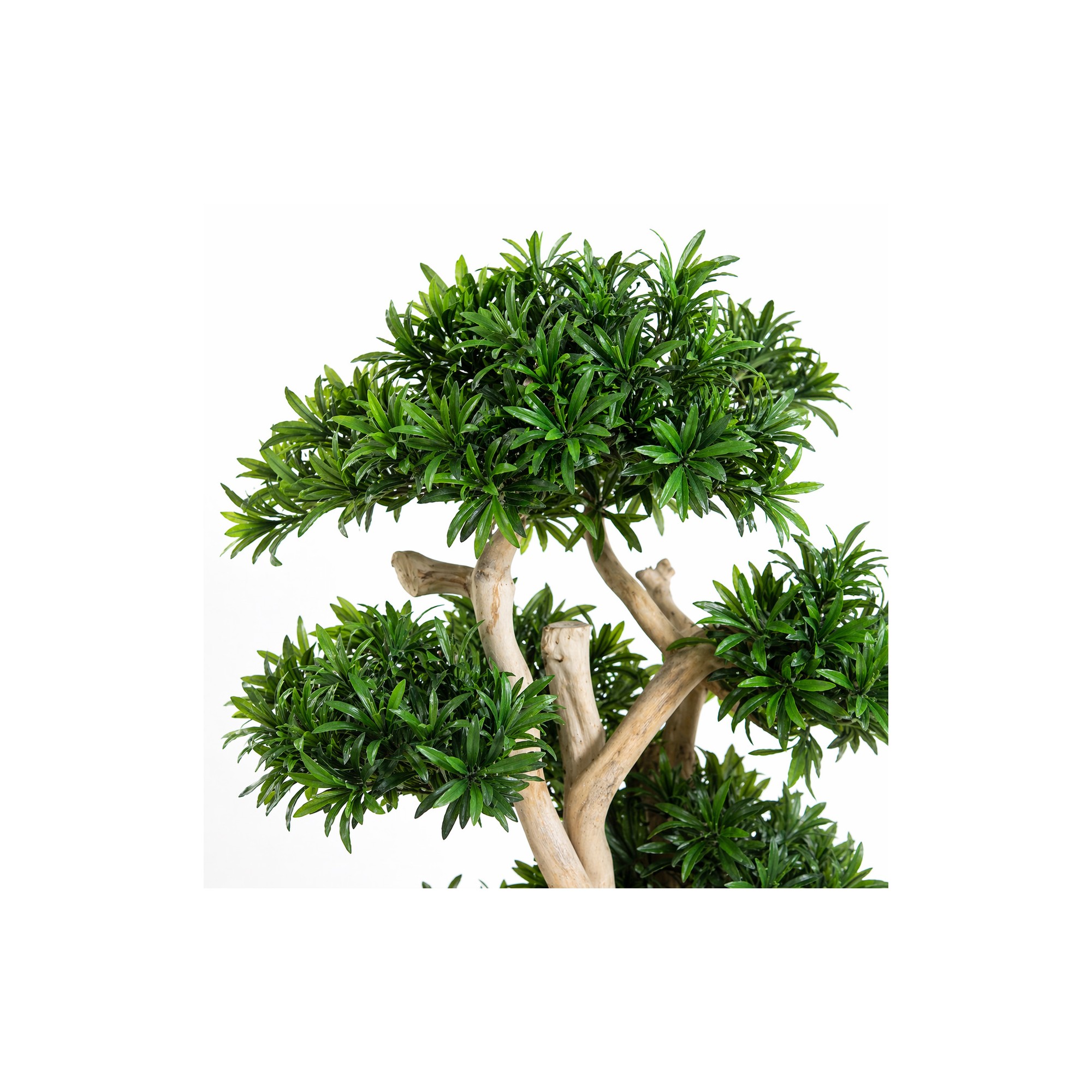  Podocarpus Seminaturale  Verde  Tronco Small Japan  H 150 cm