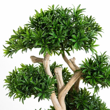 Podocarpus Seminaturale  Verde  Tronco Small Japan  H 150 cm