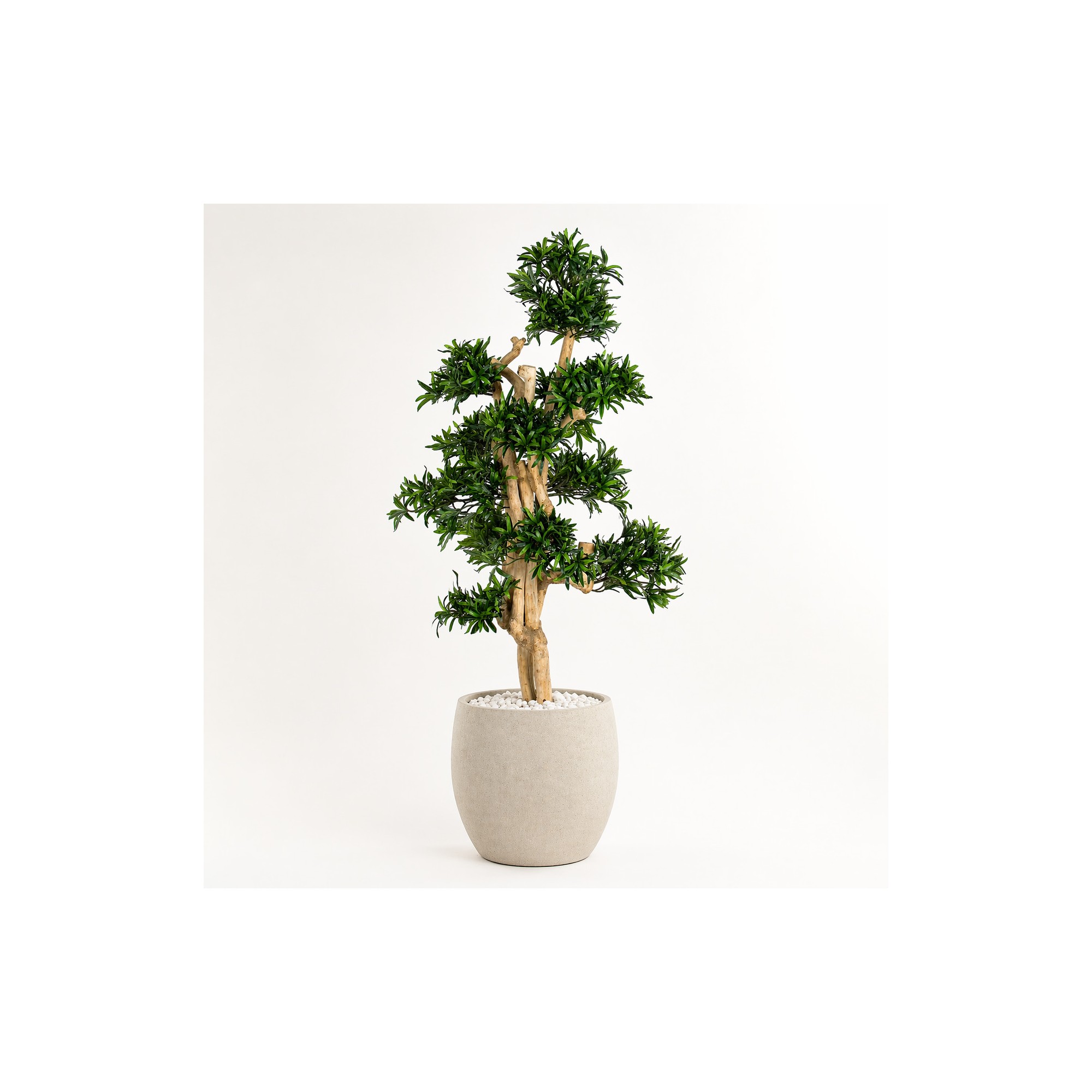  Podocarpus Seminaturale  Verde  Tronco Small Japan  H 150 cm