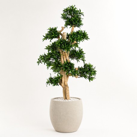 Podocarpus Seminaturale  Verde  Tronco Small Japan  H 150 cm