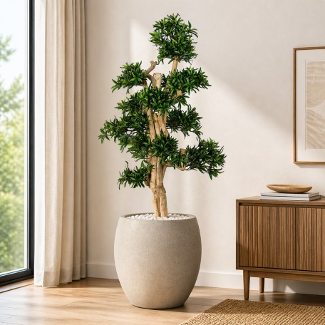 Podocarpus Seminaturale  Verde  Tronco Small Japan  H 150 cm