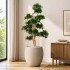 Podocarpus Seminaturale  Verde  Tronco Small Japan  H 150 cm