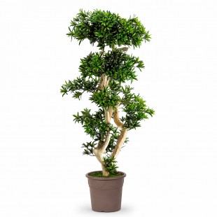 Podocarpus Seminaturale...