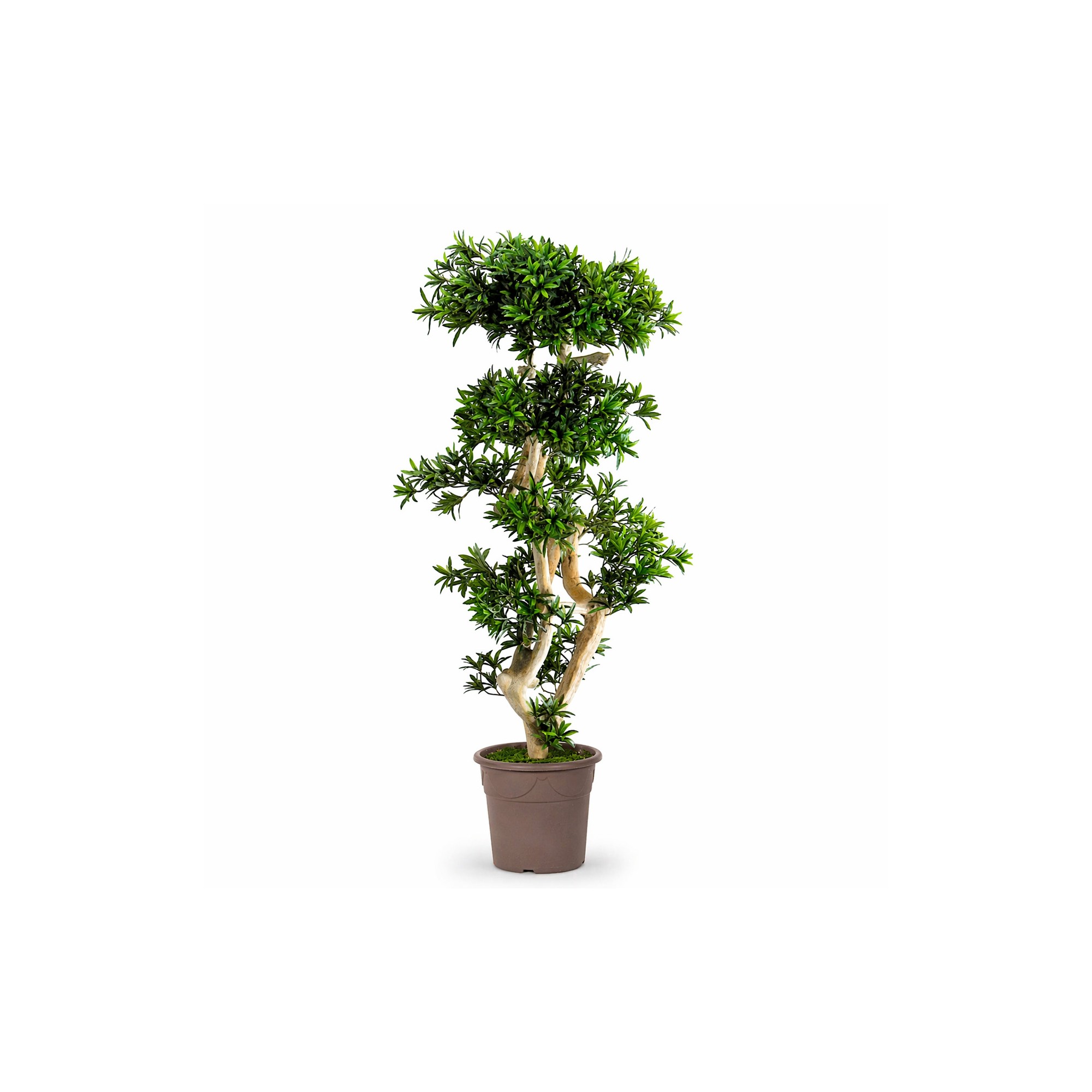  Podocarpus Seminaturale  Verde  Tronco Japan  H 180 cm