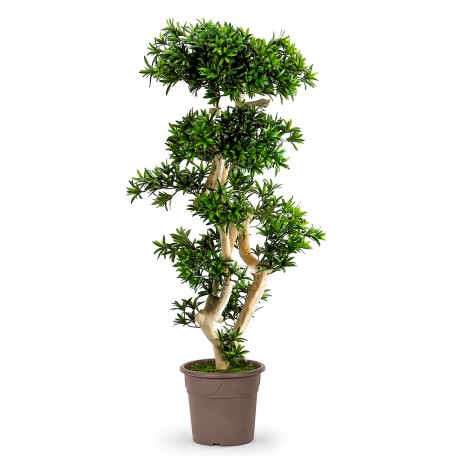 Podocarpus Seminaturale  Verde  Tronco Japan  H 180 cm