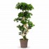 Podocarpus Seminaturale  Verde  Tronco Japan  H 180 cm