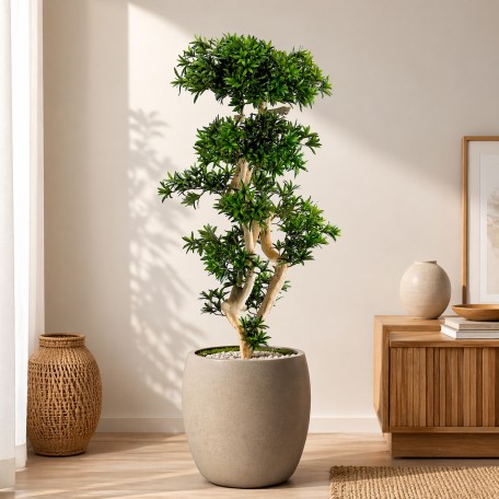 Podocarpus Seminaturale  Verde  Tronco Japan  H 180 cm