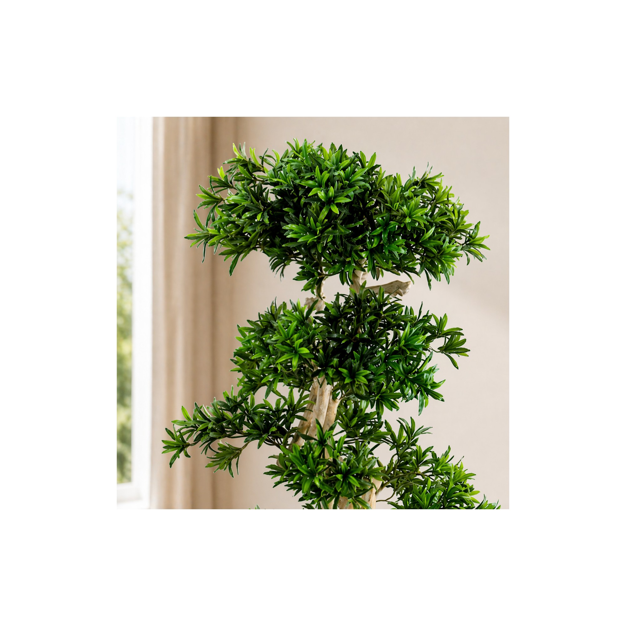  Podocarpus Seminaturale  Verde  Tronco Japan  H 180 cm