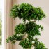 Podocarpus Seminaturale  Verde  Tronco Japan  H 180 cm