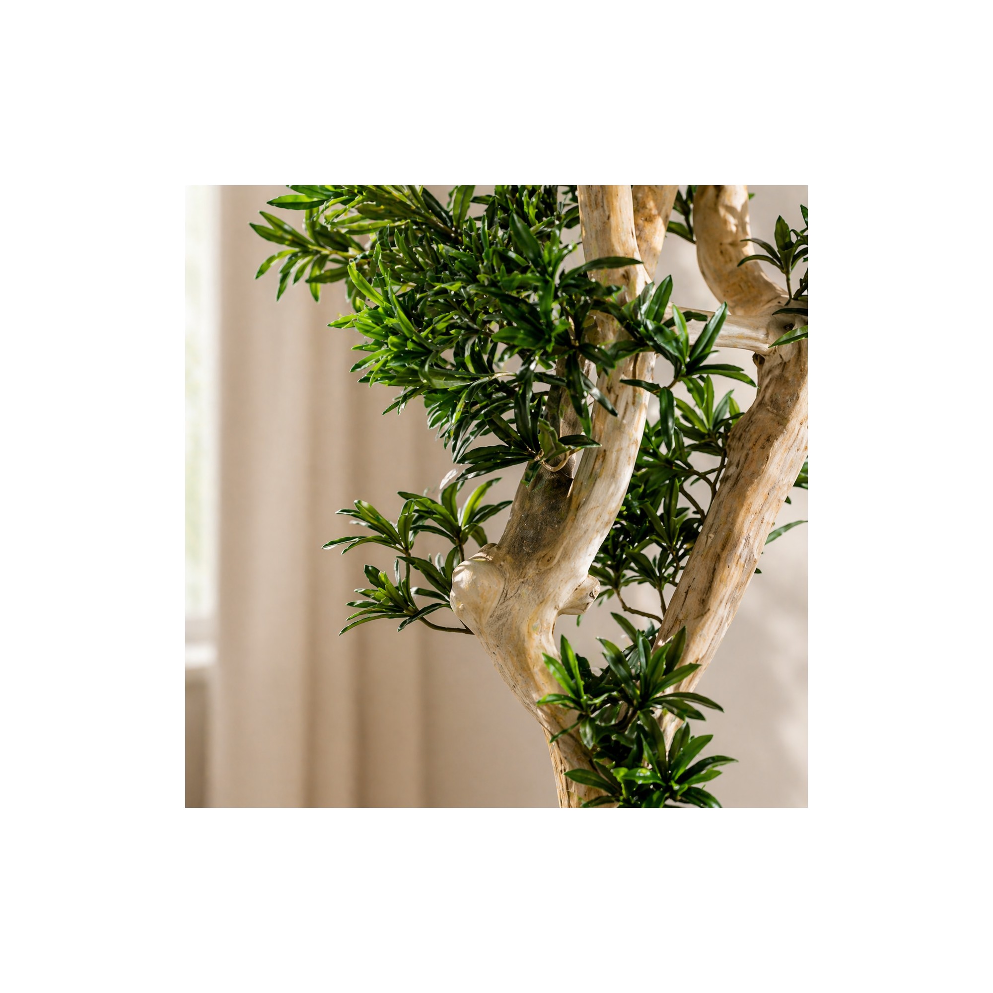  Podocarpus Seminaturale  Verde  Tronco Japan  H 180 cm