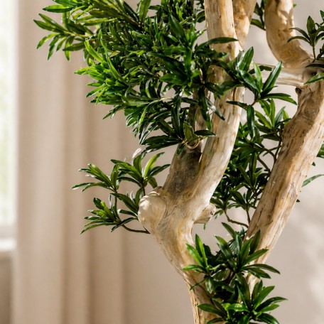 Podocarpus Seminaturale  Verde  Tronco Japan  H 180 cm