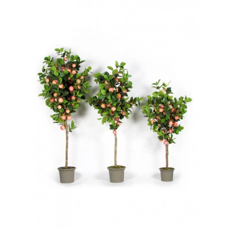 Pianta di Melo Seminaturale  Frutti Rossi Rosa  Tronco Naturale H 125 CM