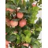 Pianta di Melo Seminaturale  Frutti Rossi Rosa  Tronco Naturale H 180 CM