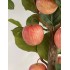 Pianta di Melo Seminaturale  Frutti Rossi Rosa  Tronco Naturale H 250 CM