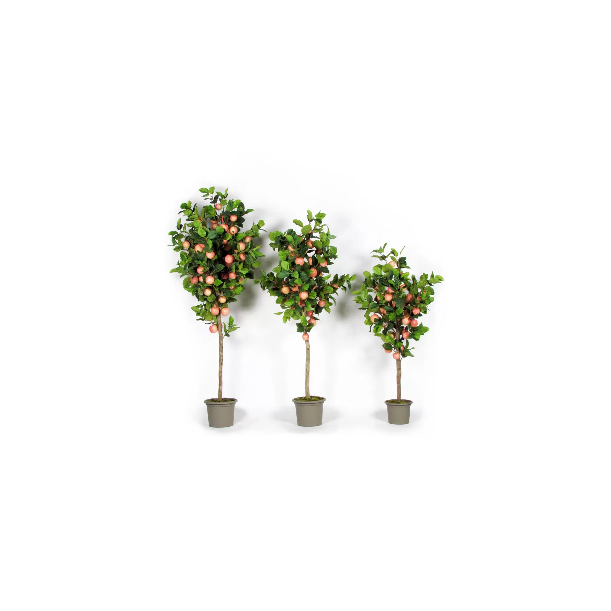  Pianta di Melo Seminaturale  Frutti Rossi Rosa  Tronco Naturale H 250 CM