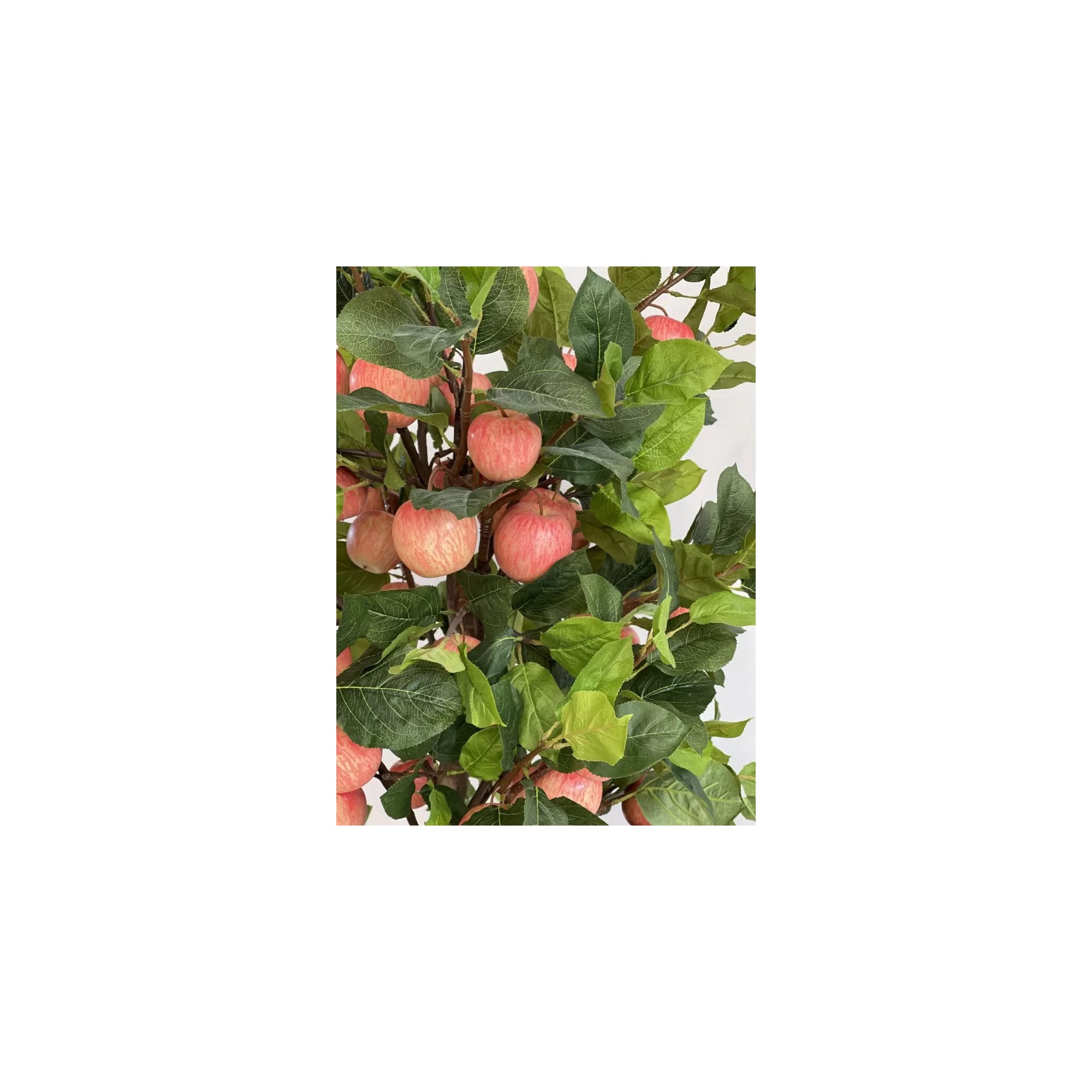  Pianta di Melo Seminaturale  Frutti Rossi Rosa  Tronco Naturale H 300 CM