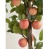 Pianta di Melo Seminaturale  Frutti Rossi Rosa  Tronco Naturale H 300 CM