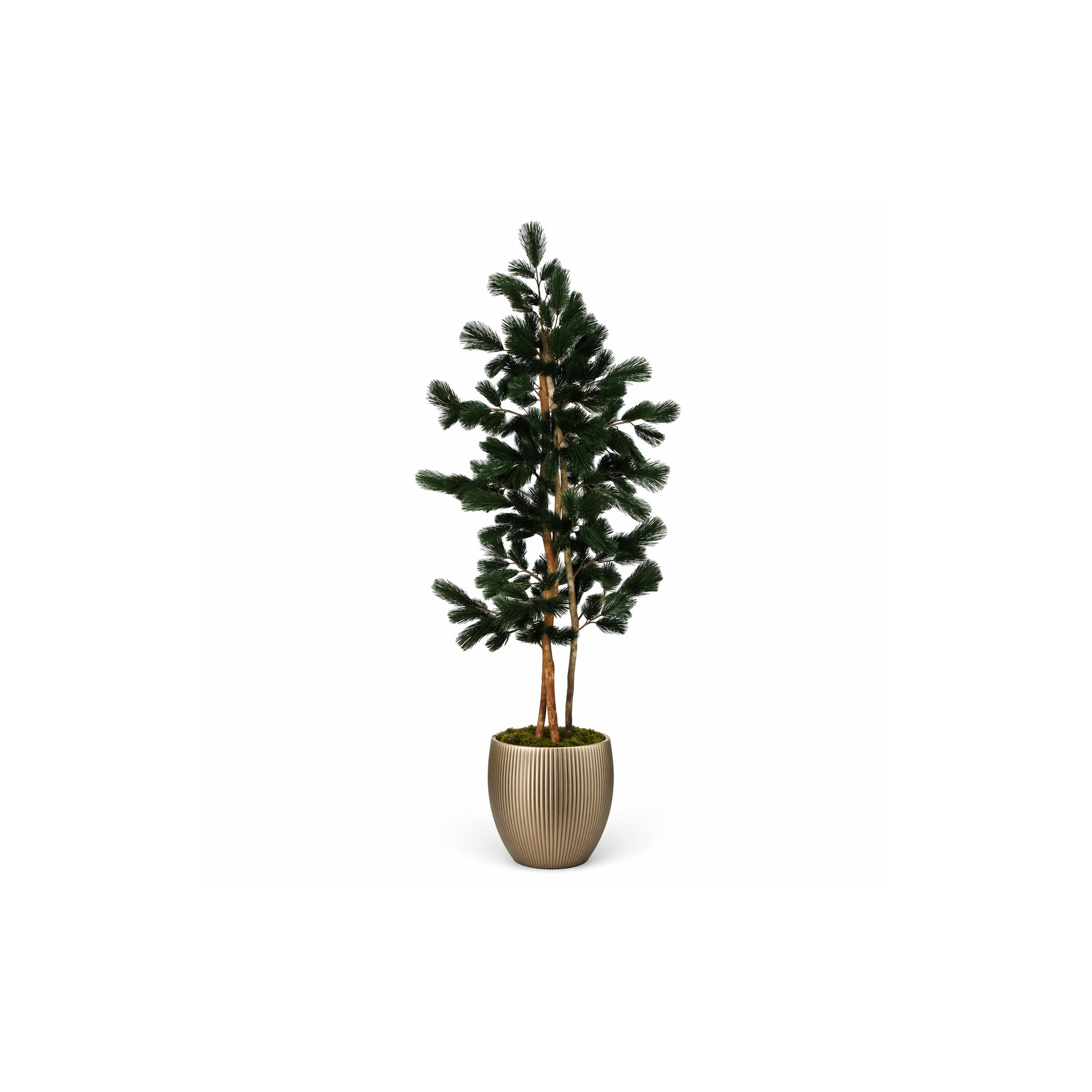  Pino Seminaturale  Verde  Tronco Mansanisi  UVR H 125 CM
