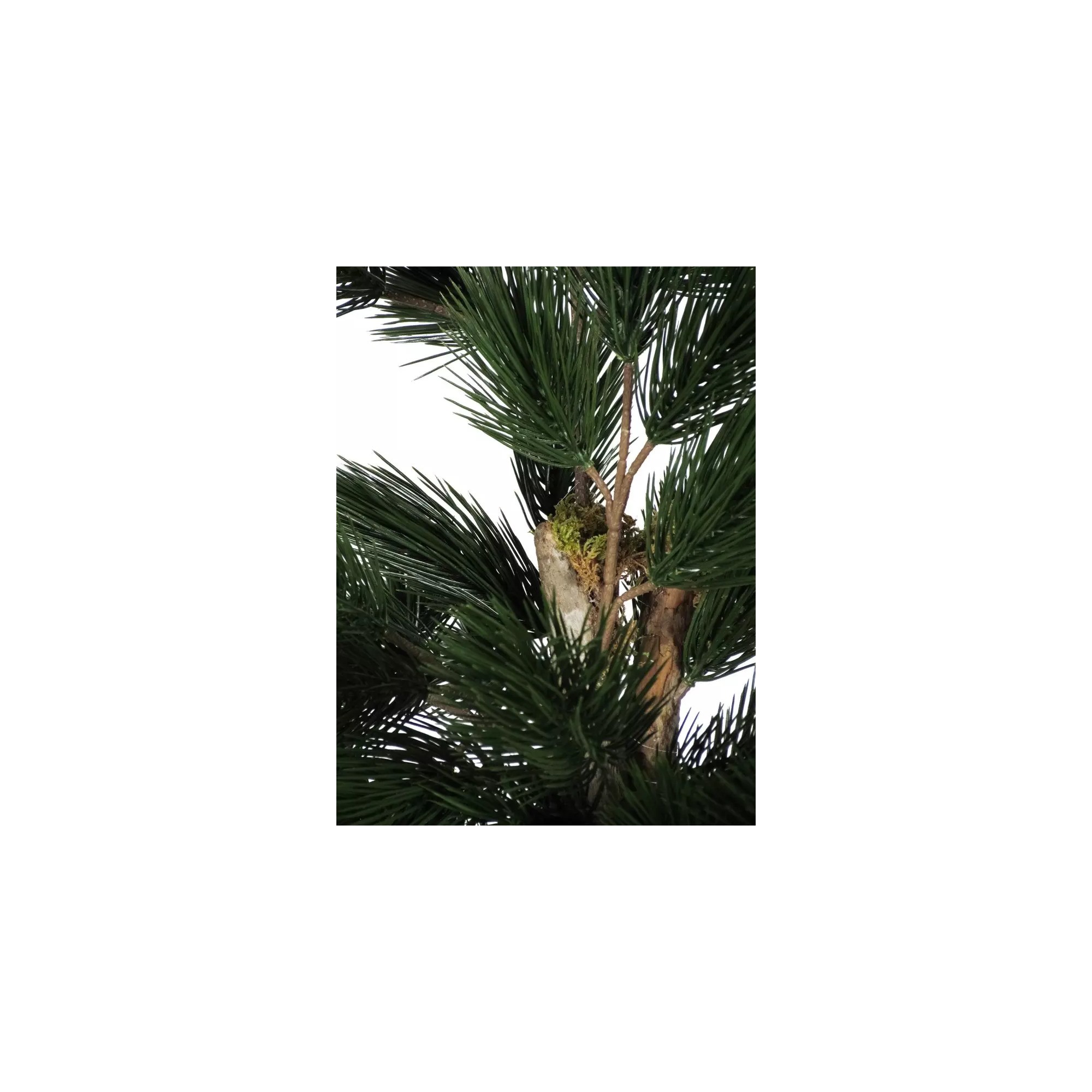  Pino Seminaturale  Verde  Tronco Mansanisi  UVR H 125 CM