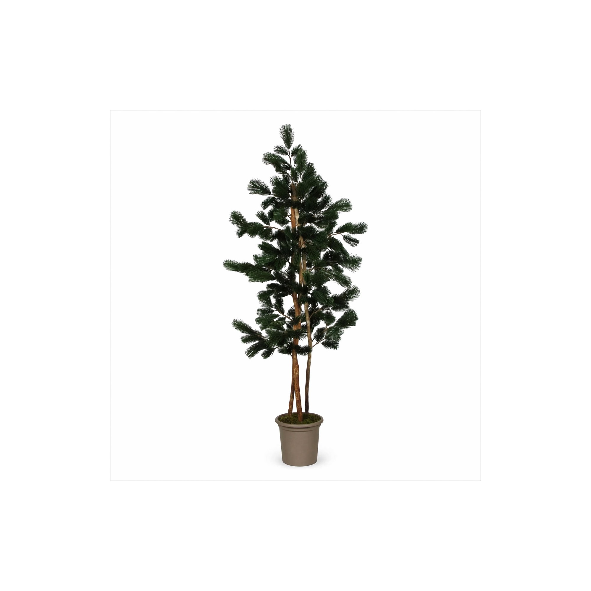  Pino Seminaturale  Verde  Tronco Mansanisi  UVR H 150