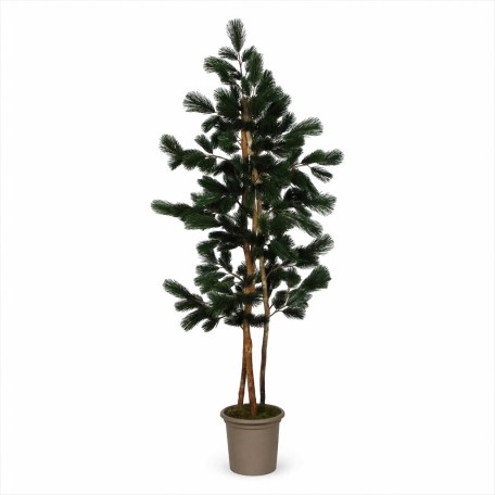 Pino Seminaturale  Verde  Tronco Mansanisi  UVR H 225 CM