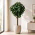 Quercia Seminaturale  Verde con frutti  Tronco Gigantea H 175 CM