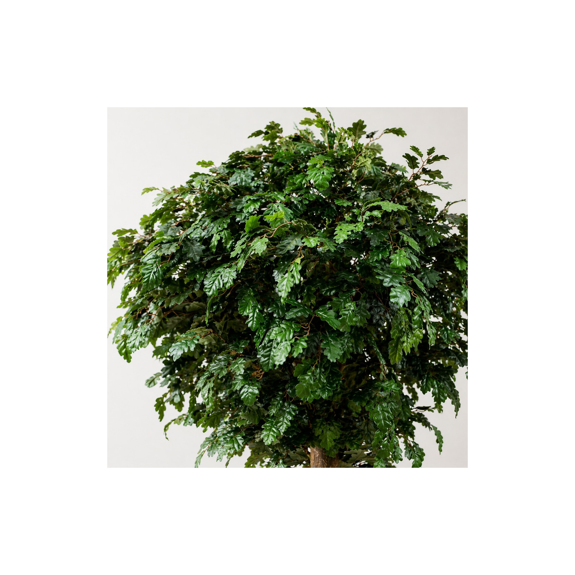  Quercia Seminaturale  Verde con frutti  Tronco Gigantea H 175 CM