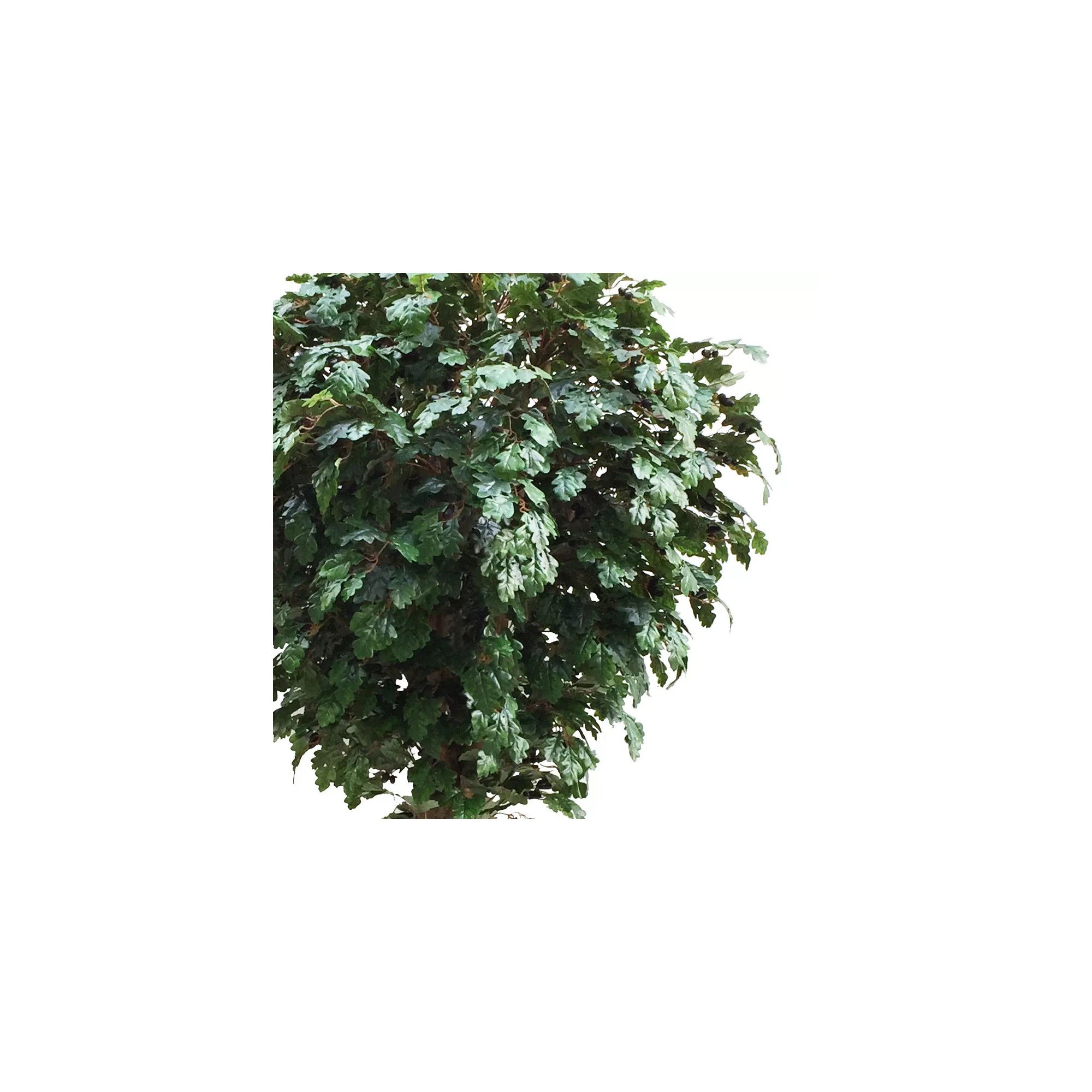  Quercia Seminaturale  Verde con frutti  Tronco Gigantea H 175 CM