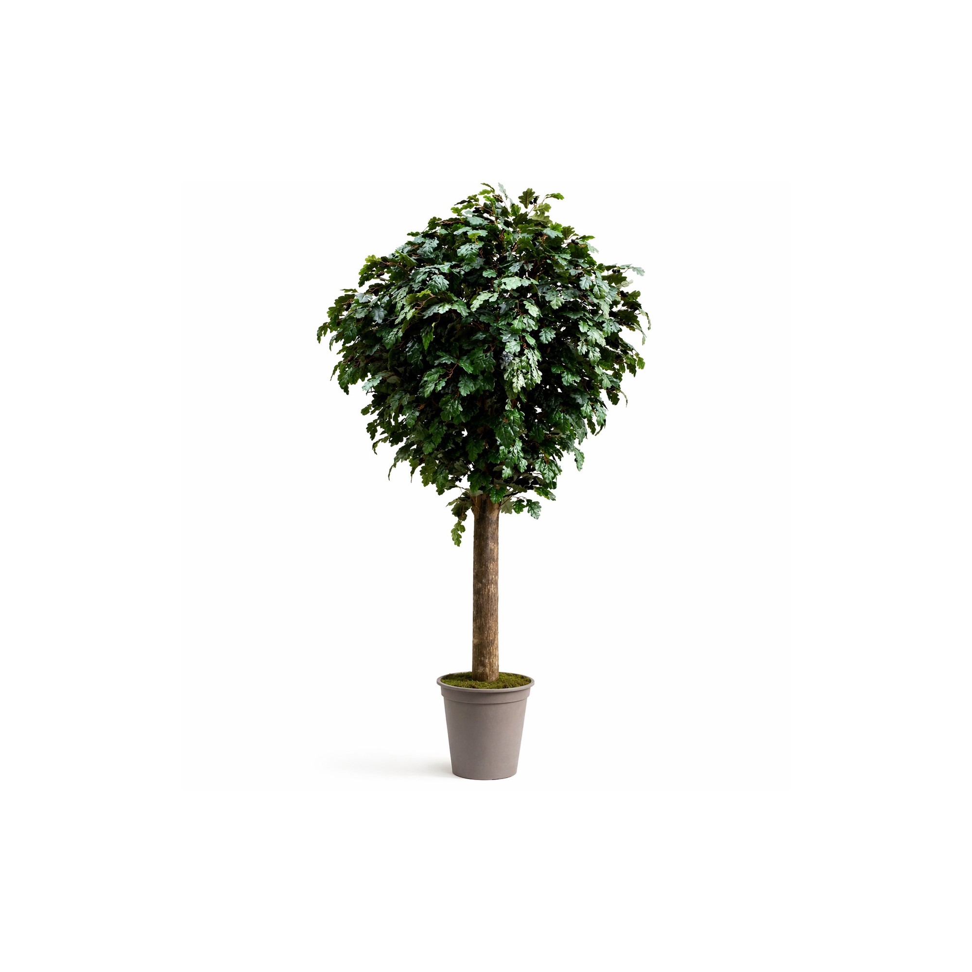  Quercia Seminaturale  Verde con frutti  Tronco Gigantea  UVR H 250 CM